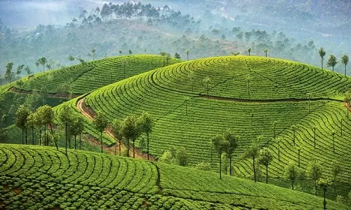 Day 3: Munnar Sightseeing