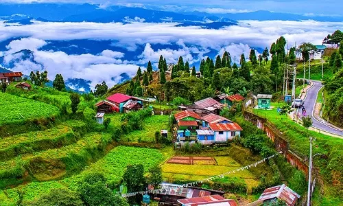 Darjeeling Tea Estates
